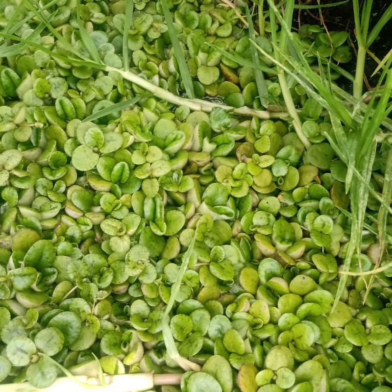Canal cubierto de lenteja de agua antes de la aplicación
