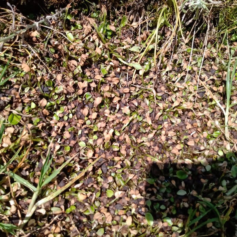 Vegetación degradada seis días después de aplicar Citri-K